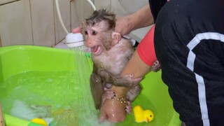 OMG! Lion Open Big Crying Loudly When Mom Bathing For Him & Brother Sono