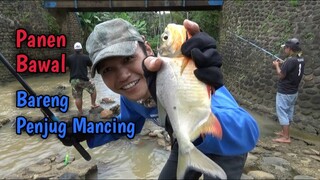 Mancing Bareng #PencugMancing - STRIKE BAWAL BERTUBI-TUBI BROO