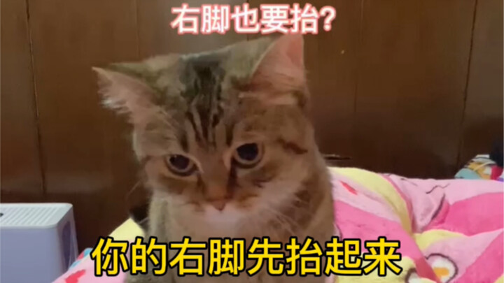 小猫咪不会踩奶？教一教就会啦！