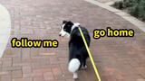 When You Tell a Border Collie that You Forget Your Way Home