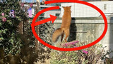 Pet fox jumping 3 meters high and running away!!!