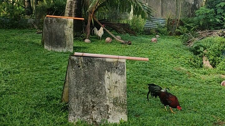 farm visit sa GPB MAYON GAMEFARM X JungleBird GF