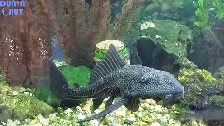 Ikan Sapu Sapu Si Ikan Pemakan Lumut Aquarium Air Tawar