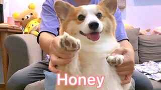 皮老板热舞丨头发乱了 Honey