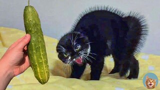 Funniest Pets of 2021 😂 - Try Not To Laugh Animals | MEOW