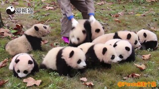 原来熊猫当中也有社会熊