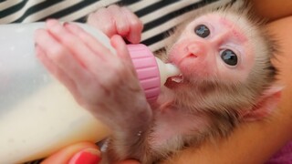 Never Forget The Milk!! Tiny adorable Luca happily enjoys drinking milk when visiting outside