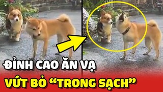 Corgi vứt bỏ "TRONG SẠCH" vì diễn xuất ĂN VẠ ĐỈNH CAO của đồng bọn 😂 | Yêu Lu