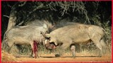 A Bloody Battle Of Two Bull Warthogs.