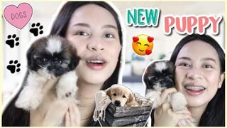 NEW PUPPY! | SHOP OR ADOPT? + PAANO BUMILI NG SHIH TZU ONLINE ❤️ | MGA DAPAT TANDAAN!