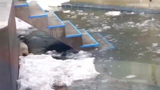 Polar bear mother teaches on-site!