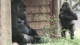 [Animals] The gorilla's hilarious reaction to his naughty son