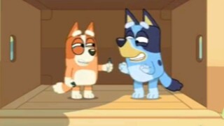 Bluey paket datar