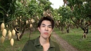Chủ đồn điền xoài và hai nhân viên biểu diễn múa cột trên cây xoài