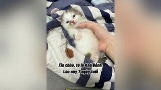 Ai cũng có ước mơ mà mèo cat cute