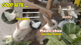 [Jei's VLOG] - Meet our new bunny Mame-chan featuring the silkies and KazuHoku (ducky) 🐇🐥🦆