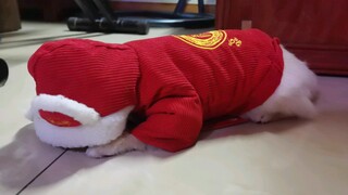 [Pecinta Anjing] Salah beli ukuran baju