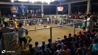 last fight champion 3 stag SAN PABLO ISABELA