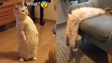 🐶🐱 CUTE and FUNNY Cat Videos That Will Make You Laugh All Day Long 😂😹2021