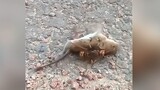 Rat killed by wasp