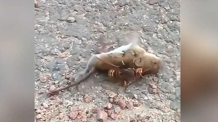 Chuột bị ong giết