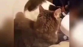 favorit cat video