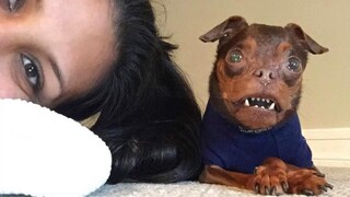 Woman dedicates months of her life to make this dog happy