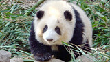 Animal | Cute Panda Hehua Rolling About