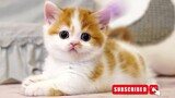 cute and funny cat video