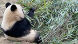 大熊猫是怎么采食竹叶的，仔细看会发现有趣的手法