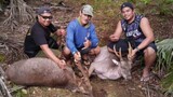Deer Hunter's Strikes Again in Rota Mariana Island CNMI 🇺🇳🇺🇸