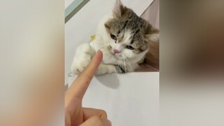 Một chiếc clip mất nết như mèo Soju :))) mèo cute TikTokMaster2021