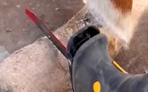 Horse hoof repair