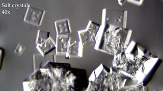 Salt crystal growth under the microscope, a time-lapse. EPISODE 36