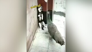 Em nó tốn quá nhiều calo 🤣thucung chó_cưng chó pet