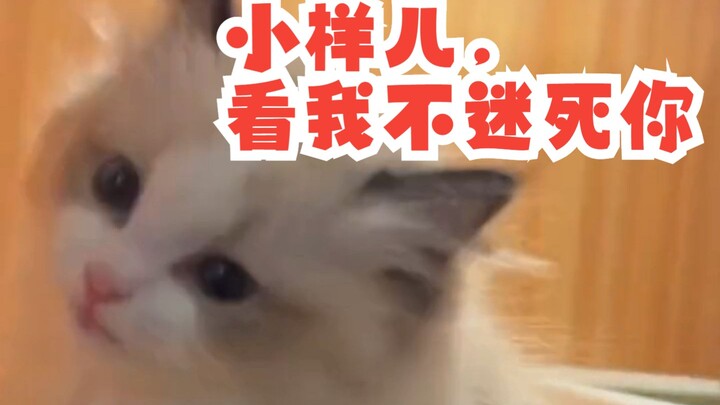 心机小猫见到买主瞬间切换夹子音，小猫咪：小样儿，看我不迷死你