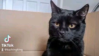 Very Cute Black Cats Pusa Gato Kitten Video