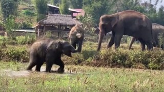สามตัวป่วนจากไร่อ้อมกอดภูเขา