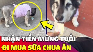 Chú chó được 'CHO TIỀN' mừng tuổi liền mang đi 'MUA SỮA CHUA' để ăn 😅 Gâu Đần