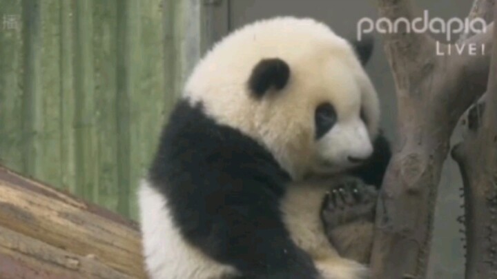 Panda He Hua: Menggigit Kaki dan Cakar di Batang Pohon