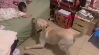 Dog know how to entertain a baby