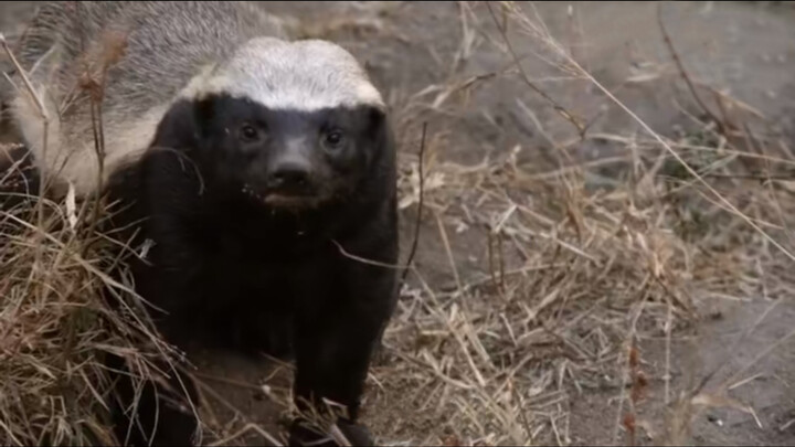 [Animals]The most ferocious animal in Africa-Honey Badger