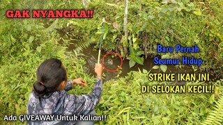 SERING DIGUYUR HUJAN!! BANYAK IKAN DARI KOLAM DI SELOKAN INI 😲😲 (ADA GIVEAWAY UNTUK KALIAN)