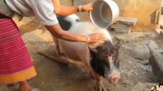 น้องรวยหมูอ้วนฉลาดหรอ ๑ #น่ารัก #สัตว์ #สนุก