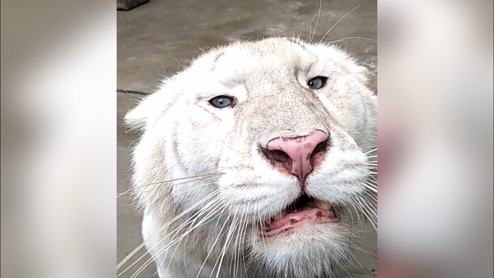 Biarkan kucing Anda mendengarkannya dan lihat apakah itu membuat rambutnya gosong.