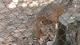 Omg 😨 leopard 🐆|roaring so loud