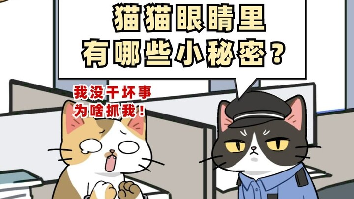 猫咪眼睛里的这些秘密你都知道吗？