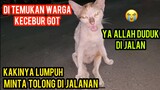 Astagfirullah Kucing Lumpuh Menangis Si Jalanan Minta Tolong Karena Kecebur Got ..!