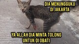 Astagfirullah Kucing Liar Menangis Di Jalanan Karena Kakinya Buntung..!