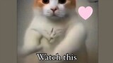 if you have a bad day - funny cat dance will have you